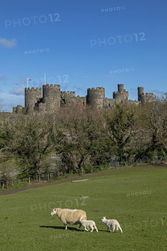 Sheep, lambs, castle, Conwy, Wales, Great Britain