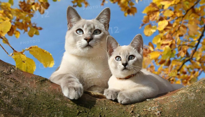 AI generated, animal, animals, mammal, mammals, cat, felidae (Felis catus), a cat and a kitten resting on a tree, autumn, seasons