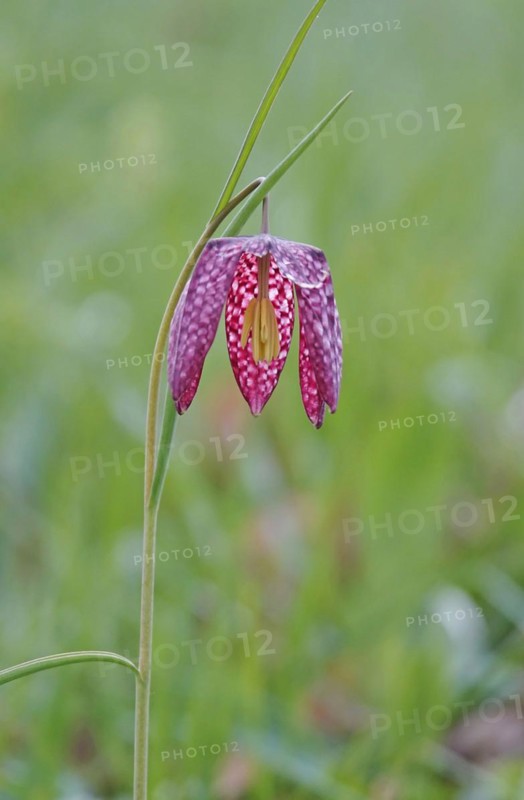 Charming chequerboard flower, spring, Germany, Europe