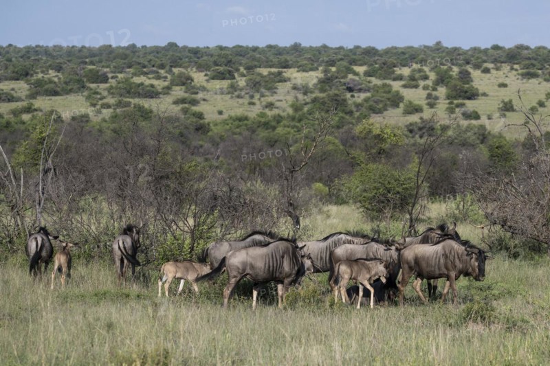 Blue wildebeest (Connochaetes taurinus) herd, Mziki Private Game Reserve, North West Province, South Africa, Africa