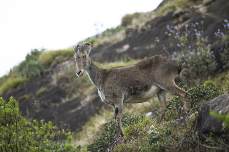 Nilgiri tahr (Nilgiritragus hylocrius, until 2005 Hemitragus hylocrius) or endemic goat species in Eravikulam National Park, Kannan Devan Hills, Munnar, Kerala, India, Asia