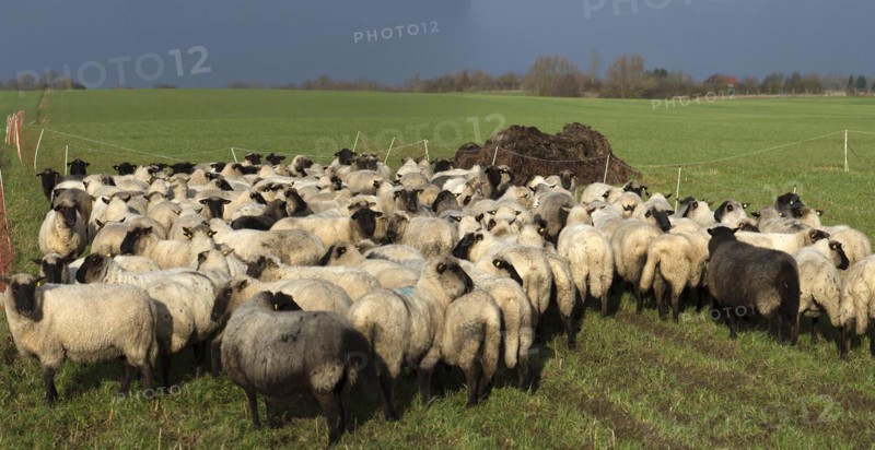 Black-headed domestic sheep (Ovis gmelini aries) waiting in the pen in front of the new pasture, Mecklenburg-Vorpommern, Germany, Europe