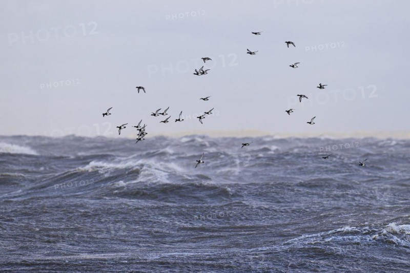 Greater scaup (Aythya marila), small flock in flight over turbulent sea, Laanemaa, Estonia, Europe