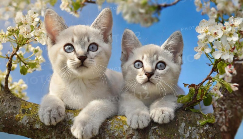 KI generated, animal, animals, mammal, mammals, cat, felidae (Felis catus), two kittens resting in a fruit tree, tree blossom, spring, summer
