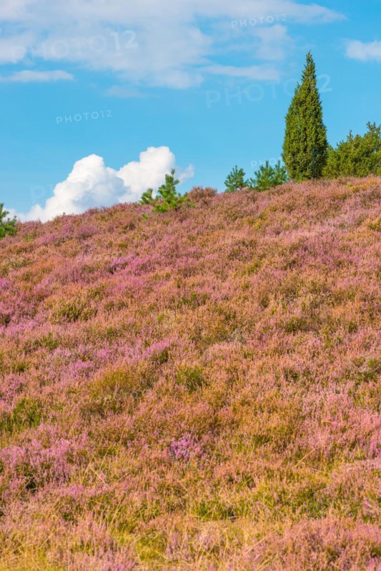View of a hilly landscape covered with purple flowers under a blue sky with white clouds, single juniper, purple flowering broom heather or common heather (Calluna vulgaris), common juniper (Juniperus communis) or heath juniper, Niederhaverbeck, hike to Wilseder Berg, nature reserve, Lueneburg Heath nature park Park, Lower Saxony, Germany, Europe