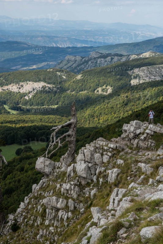 Pollino national park, Pinus heldreichii, italy