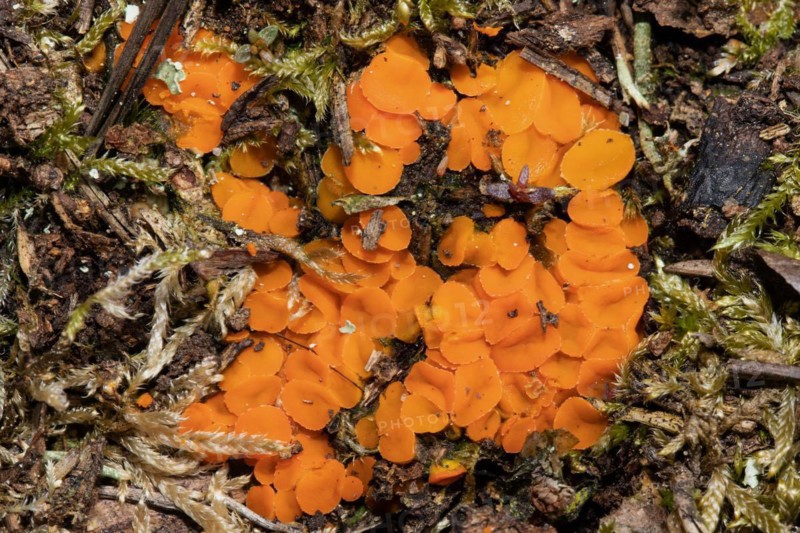 Spindle-spurred cup fungus many orange bowl-shaped fruiting bodies next to each other