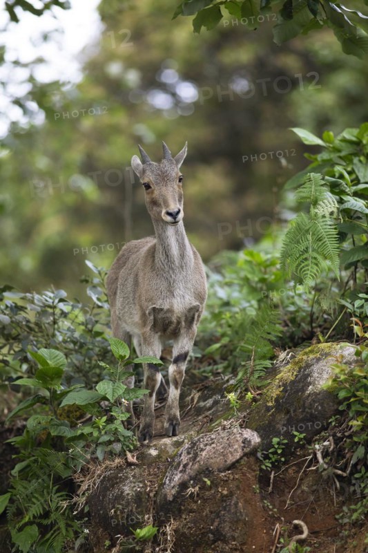 Nilgiri tahr (Nilgiritragus hylocrius, until 2005 Hemitragus hylocrius) or endemic goat species in Eravikulam National Park, juvenile, Kannan Devan Hills, Munnar, Kerala, India, Asia