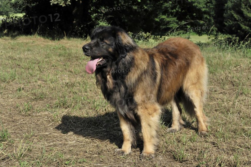 Leonberger Hund, A large dog stands on a grass field with trees in the background, Leonberger Hund, Schwaebisch Gmuend, Baden-Wuerttemberg, Germany, Europe
