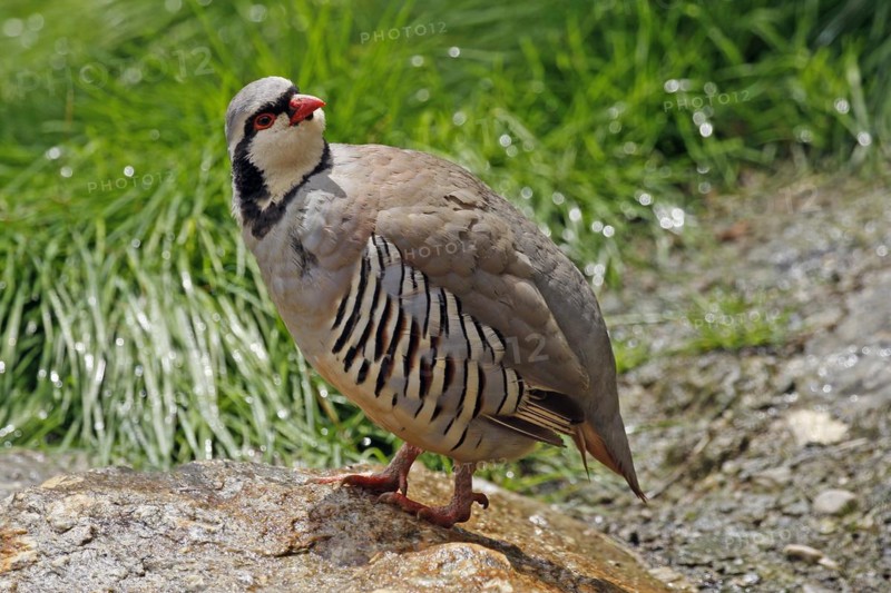 Rock partridge (Alectoris graeca), mountains