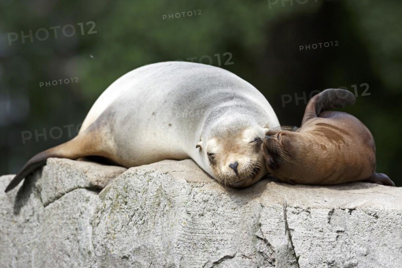 California sea lion (Zalophus californianus), An adult sea lion and a juvenile showing love and bonding while cuddling on a rock
