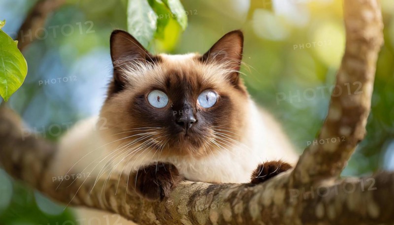 AI generated, animal, animals, mammal, mammals, cat, felidae (Felis catus), a cat resting on a tree