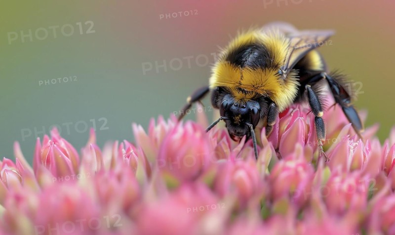 Bumblebee collecting pollen from flowers, closeup view, selective focus AI generated
