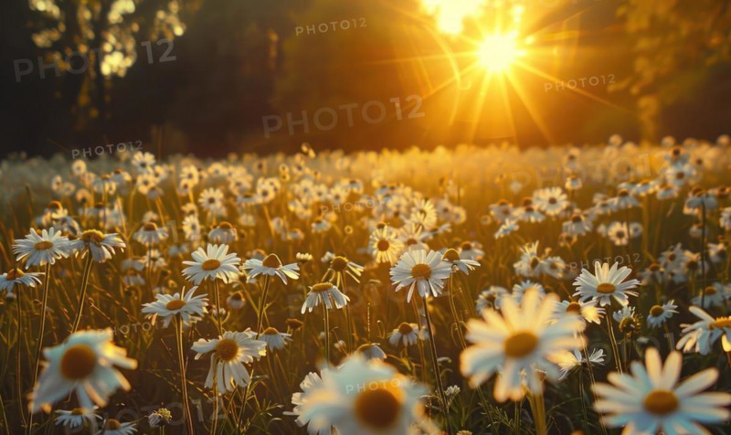 Chamomile field at golden hour, spring nature background AI generated