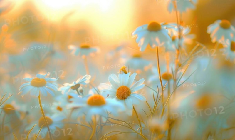 Close-up of chamomile flowers, selective focus AI generated