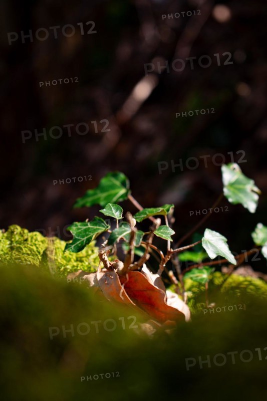 Sunlit common ivy (Hedera helix) on mossy ground, Neubeuern, Germany, Europe