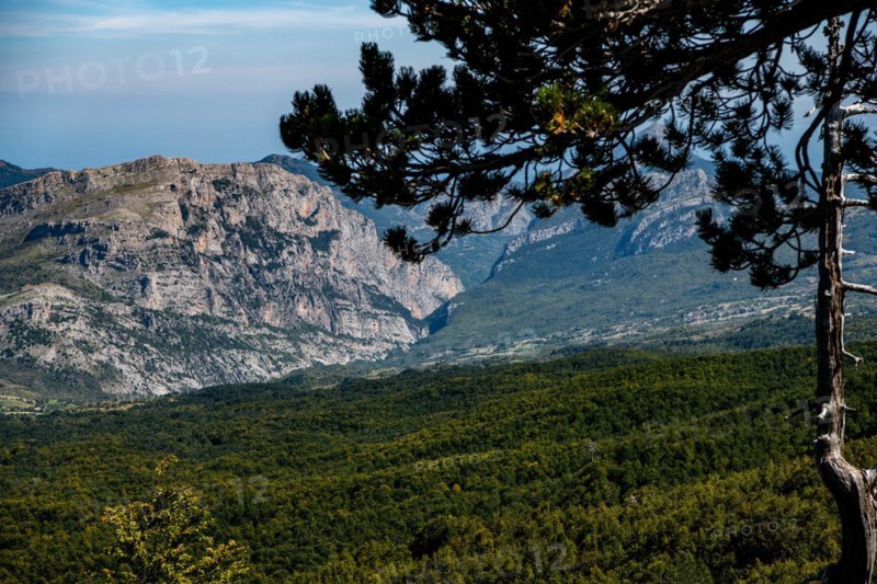 Pollino national park, Pinus heldreichii, italy