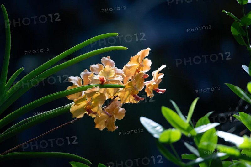 Jardin Botaniqu de Deshaies, botanical garden with flora and fauna in Guadeloupe, Caribbean, French Antilles
