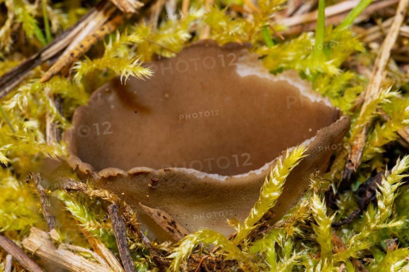 Black and white ribbed cup lobelia cup-shaped brown fruiting body in green moss
