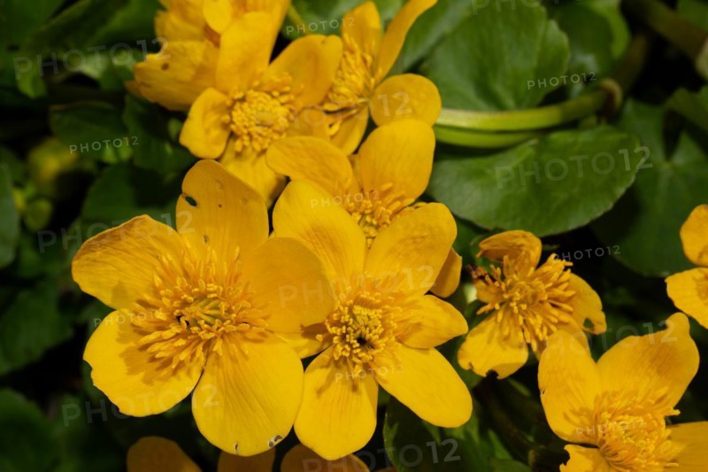 Marsh marigold stock with green leaves and some yellow flowers