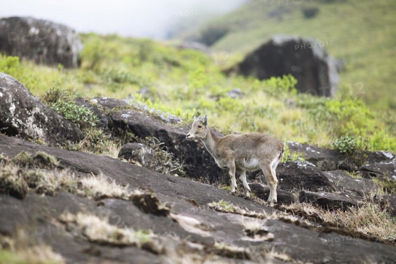 Nilgiri tahr (Nilgiritragus hylocrius, until 2005 Hemitragus hylocrius) or endemic goat species in Eravikulam National Park, juvenile, Kannan Devan Hills, Munnar, Kerala, India, Asia