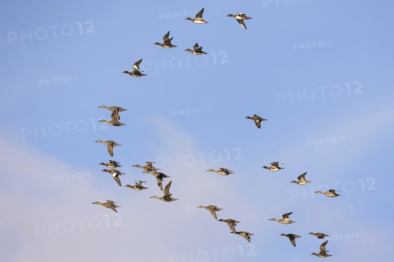 Gadwall (Anas strepera) and wigeon (Anas penelope), small flock in flight, Laanemaa, Estonia, Europe