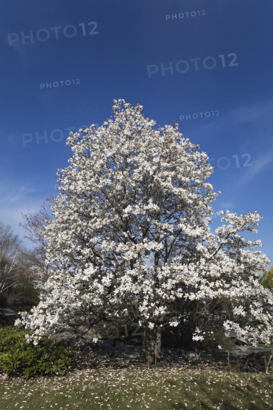 Magnolia loebneri tree with white flower blossoms in full bloom in Japanese garden in spring, Montreal Botanical Garden, Quebec, Canada, North America
