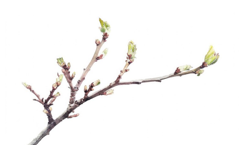 Tree sprout with coins growing from its buds, watercolor illustration on white background AI generated
