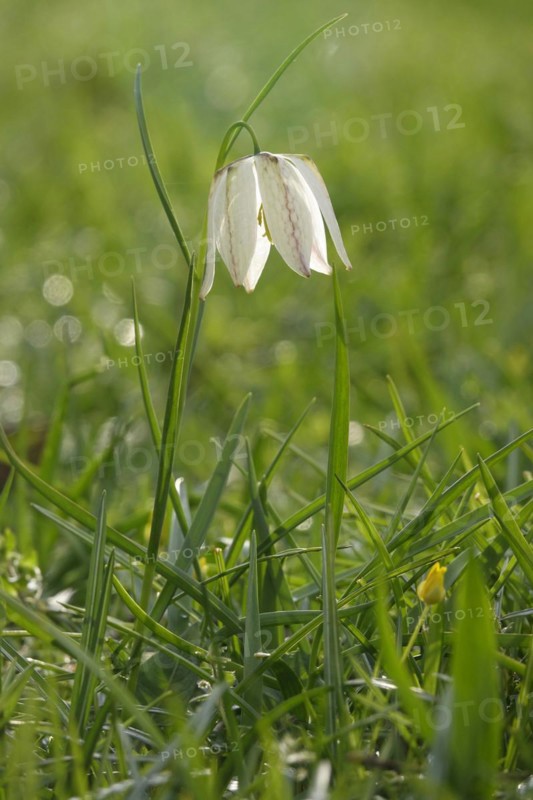 Charming chequerboard flower, spring, Germany, Europe