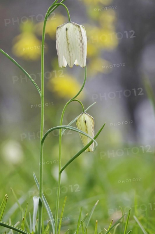 Charming chequerboard flower, spring, Germany, Europe