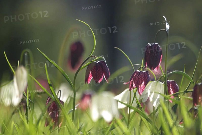 Enchanting chequerboard flowers, April, Germany, Europe