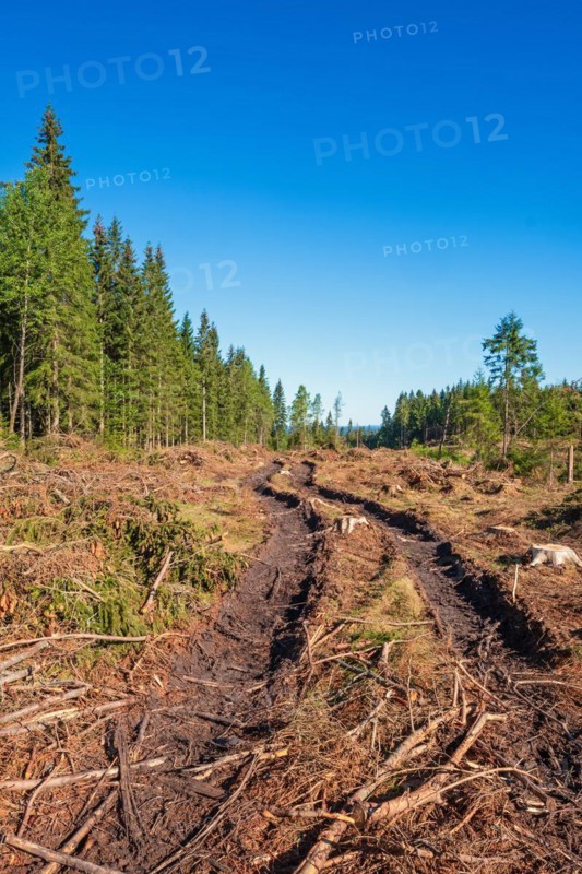 Logging road with tire tracks on a clearcutting in a spruce forest