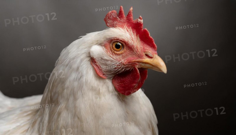 Agriculture, Animals, Chickens, Portrait of a white hen, Chicken, AI generated, AI generated