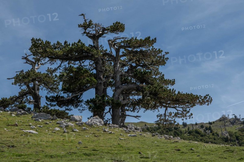Pollino national park, Pinus heldreichii, italy