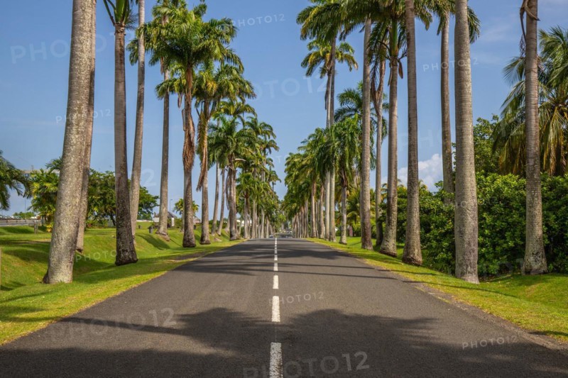 The famous palm avenue l'Allee Dumanoir. Landscape shot from the centre of the street into the avenue. Taken on a changeable day on Grand Terre, Guadeloupe, Caribbean, North America