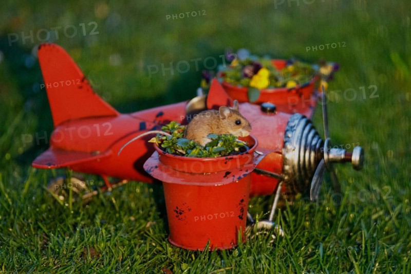 Wood mouse with food in mouth in aeroplane with flower pots sitting in green grass looking right