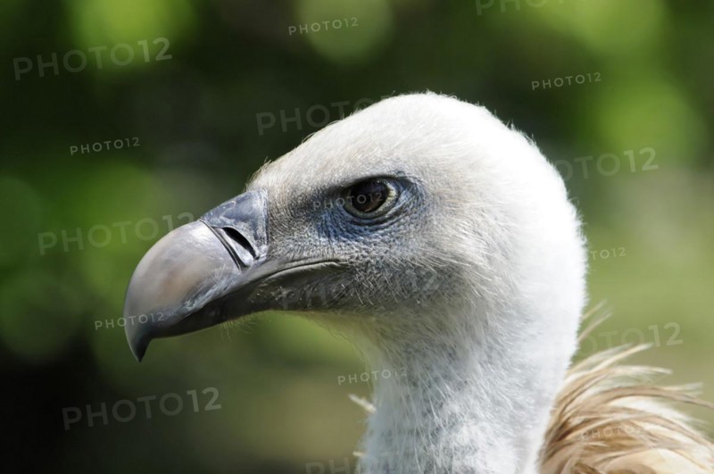 Griffon vulture (Gyps fulvus), portrait of a vulture with white head and black-rimmed eye, (captive) Fuerstenfeld Monastery, Fuerstenfeldbruck, Bavaria, Germany, Europe