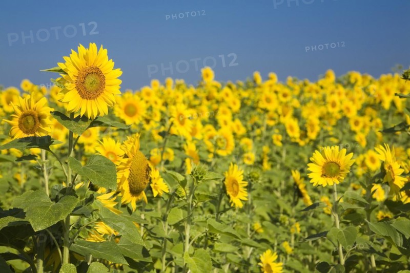 Yellow Helianthus annuus, Sunflowers in field in summer, Quebec, Canada, North America