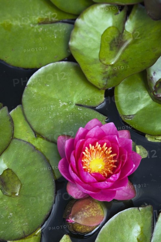 Close-up of pink and yellow Nymphaea, Waterlily flower and green lily pads floating on pond surface in summer, Quebec, Canada, North America