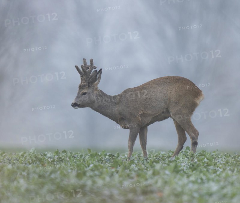 European roe deer (Capreolus capreolus), roebuck with horns in velvet and winter coat standing in a field, wildlife, Thuringia, Germany, Europe