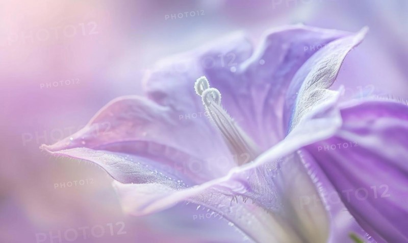 Close-up of a bellflower in soft light, closeup view, selective focus, spring background AI generated