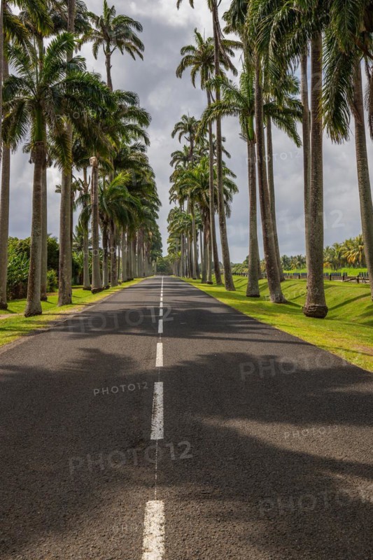The famous palm avenue l'Allee Dumanoir. Landscape shot from the centre of the street into the avenue. Taken on a changeable day on Grand Terre, Guadeloupe, Caribbean, North America