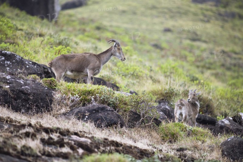 Nilgiri tahr (Nilgiritragus hylocrius, until 2005 Hemitragus hylocrius) or endemic goat species in Eravikulam National Park, adult and young, Kannan Devan Hills, Munnar, Kerala, India, Asia