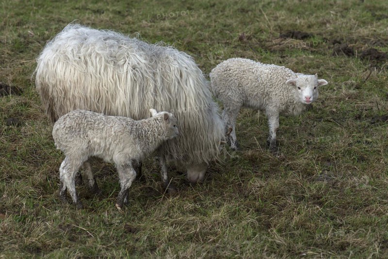 Horned moorland sheep (Ovis aries) with their lambs on the pasture, Mecklenburg-Western Pomerania, Germany, Europe
