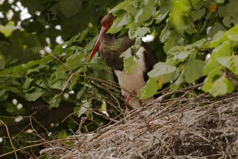 Black stork (Ciconia nigra) standing securely on its eyrie, near Kresna, Bulgaria, Europe