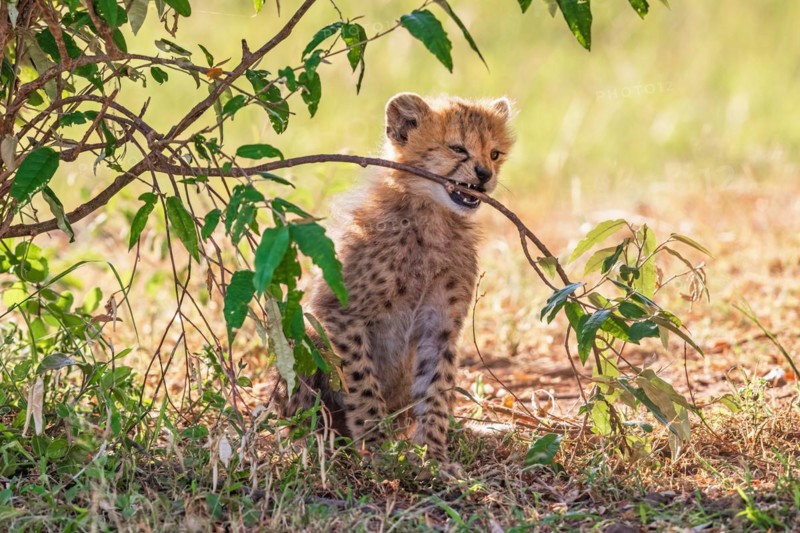 Cheetah cub biting a green twig on a bush in the shade on the savanna, Maasai mara national reserv, Kenya, Africa
