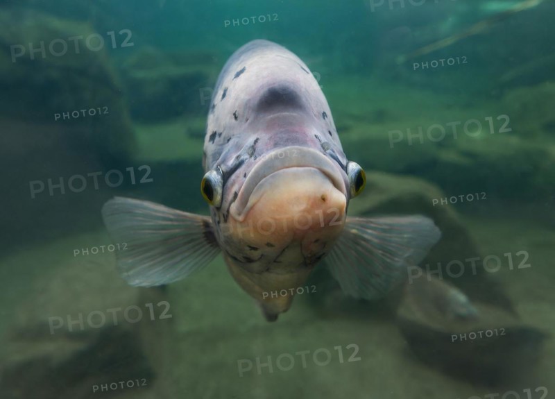 Giant gourami (Osphronemus goramy), occurring in Southeast Asia, captive