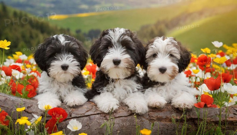 KI generated, animal, animals, mammal, mammals, one, single animal, bobtail, (Canis lupus familiaris), dog, dogs, bitch, dog breed from England, three young animals lying on a log in a meadow