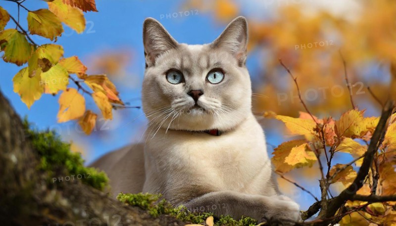 AI generated, animal, animals, mammal, mammals, cat, felidae (Felis catus), a cat resting on a tree, autumn