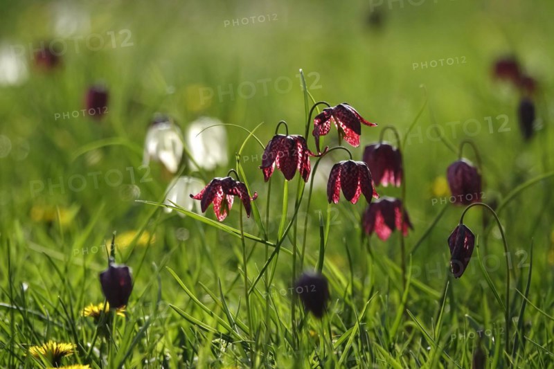 Enchanting chequerboard flowers, April, Germany, Europe